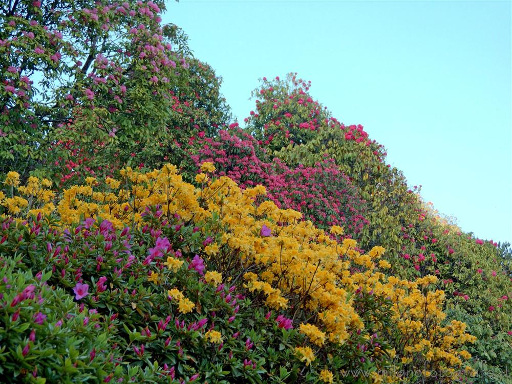 Tremezzo (Como) - Rododendri nel parco di Villa Carlotta